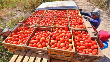 En 2024 México figuró entre los 10 países productores de jitomate.

Para más información del tema, visita: https://www.eleconomista.com.mx/economia/trump-pone-ojo-jitomate-mexicano-sube-arancel-20250420-755542.html 

¡Síguenos en nuestras redes sociales para mantenerte informado!

Twitter: https://twitter.com/eleconomista 
Facebook: https://www.facebook.com/ElEconomista.mx
Instagram: https://www.instagram.com/eleconomistamx
LinkedIn: https://www.linkedin.com/company/el-economista/

#ElEconomista #EETV