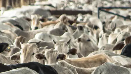 Su amenaza se produce en el contexto de una guerra comercial global lanzada por el presidente estadounidense Donald Trump, que ha incrementado los aranceles a México y otros socios comerciales.

Para más información del tema, visita: https://www.eleconomista.com.mx/internacionales/eu-restringir-importaciones-ganado-mexicano-temor-gusano-barrenador-funcionaria-20250426-756544.html 

¡Síguenos en nuestras redes sociales para mantenerte informado!

Twitter: https://twitter.com/eleconomista 
Facebook: https://www.facebook.com/ElEconomista.mx
Instagram: https://www.instagram.com/eleconomistamx
LinkedIn: https://www.linkedin.com/company/el-economista/

#ElEconomista #EETV
