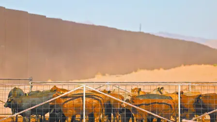 Acciones contraepidémicas han impedido la llegada del gusano barrenador a los hatos ganaderos de Jalisco. Foto: Reuters