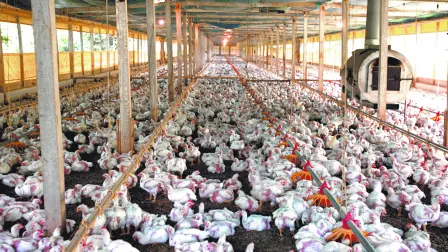 Descripción automática