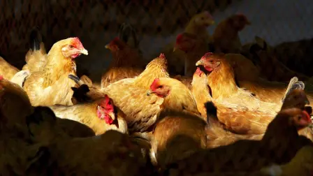 El zoológico de Brasilia suspendió temporalmente el ingreso al público el miércoles, luego de detectar dos "casos sospechosos" de aves muertas por gripe aviar, informó el gobierno local.

¡Síguenos en nuestras redes sociales para mantenerte informado!

Twitter: https://twitter.com/eleconomista 
Facebook: https://www.facebook.com/ElEconomista.mx
Instagram: https://www.instagram.com/eleconomistamx
LinkedIn: https://www.linkedin.com/company/el-economista/

#ElEconomista #EETV