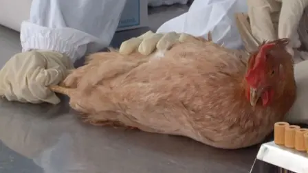 Brasil contuvo el brote de gripe aviar que lo obligó a suspender el mes pasado sus exportaciones de carne de pollo a China y otros países, anunció este miércoles el ministro de Agricultura.