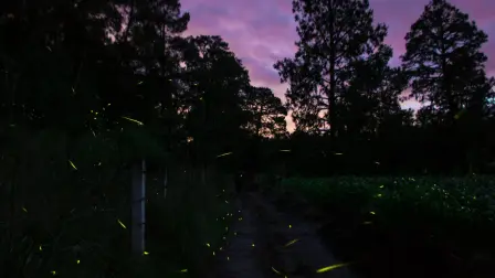 Temporada de Luciernagas