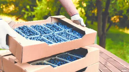 Descripción automática