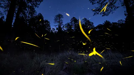 La magia de las luciérnagas se origina en una reacción química altamente eficiente.