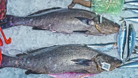 Descripción automática