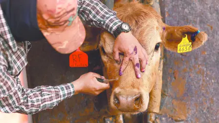 La secretaria de Agricultura estadounidense, Brooke Rollins, confirmó la apertura de los puertos fronterizos de estados unidos a importaciones de bovinos, bisontes y equinos desde el territorio mexicano.