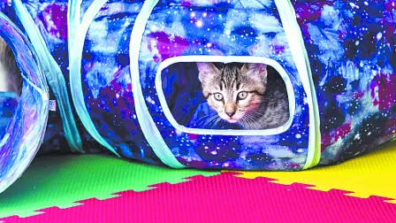 Descripción automática