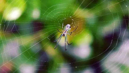 Sólo dos dos géneros de arañas en México representan un riesgo para la salud pública.