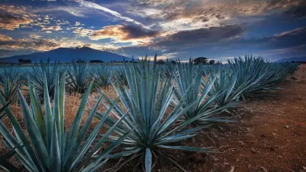 Campos de agave azul, en Tequila, Jalisco.