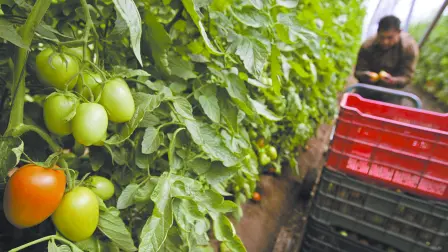 Descripción automática