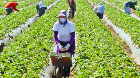 Migrant workers harvest strawberries at a farm near Oxnard, Calif. Ventura County is one of two counties where labor organizers hope to get a Bill of Rights passed to protect farm workers from abuse and wage theft.