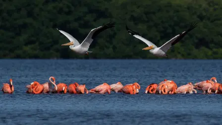 Ría Celestún es hogar de flamencos y de más de 300 especies de aves.