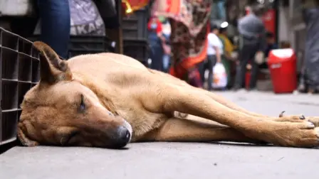 La Corte Suprema india ordenó el lunes la captura de decenas de miles de perros callejeros en la capital del país tras un aumento de las mordeduras.

¡Síguenos en nuestras redes sociales para mantenerte informado!

Twitter: https://twitter.com/eleconomista 
Facebook: https://www.facebook.com/ElEconomista.mx
Instagram: https://www.instagram.com/eleconomistamx
LinkedIn: https://www.linkedin.com/company/el-economista/

#ElEconomista #EETV