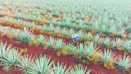 Descripción automática