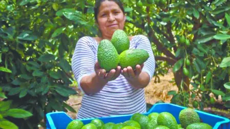 Descripción automática