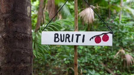 árbol de Buruti, endémico de la Amazonia de Brasil.