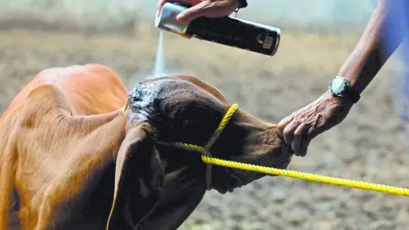 La Secretaría de Agricultura (Sader) informó este lunes que atendió de inmediato un caso de un animal infectado con el parásito del gusano barrenador en el estado de Nuevo León, fronterizo con Estados Unidos.

Para más información del tema, visita: https://www.eleconomista.com.mx/empresas/sader-contiene-caso-gusano-barrenador-ganado-nuevo-leon-20250922-778216.html

¡Síguenos en nuestras redes sociales para mantenerte informado!

Twitter: https://twitter.com/eleconomista
Facebook: https://www.facebook.com/ElEconomista.mx
Instagram: https://www.instagram.com/eleconomistamx
LinkedIn: https://www.linkedin.com/company/el-economista/

#ElEconomista #EETV
