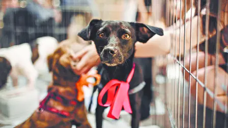 Descripción automática