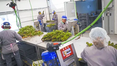 Descripción automática