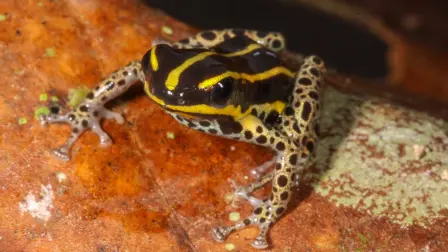 Rana peruana venenosa