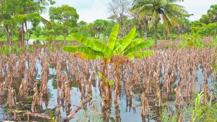 Descripción automática