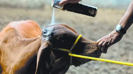 México utilizó este método por primera vez hace décadas, erradicando con éxito el gusano barrenador tras una campaña de 19 años.

Para más información del tema, visita: https://www.eleconomista.com.mx/empresas/mexico-espera-erradicar-gusano-barrenador-nueva-planta-mosca-esteril-20251025-783487.html

¡Síguenos en nuestras redes sociales para mantenerte informado!

Twitter: https://twitter.com/eleconomista 
Facebook: https://www.facebook.com/ElEconomista.mx
Instagram: https://www.instagram.com/eleconomistamx
LinkedIn: https://www.linkedin.com/company/el-economista/

#ElEconomista #GusanoBarrenador