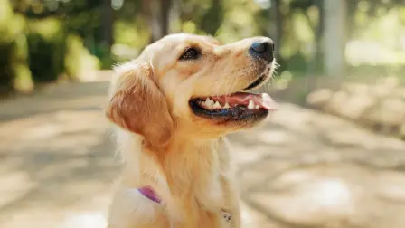 En el Senado se presentó una propuesta para reconocer en la LFT el derecho a permisos con goce de sueldo para que trabajadores que tienen animales de compañía puedan cuidarlos en caso de necesitar atención.

Para más información del tema, visita: https://www.eleconomista.com.mx/capital-humano/morena-impulsa-permisos-laborales-cuidar-mascotas-20251029-783955.html

¡Síguenos en nuestras redes sociales para mantenerte informado!

Twitter: https://twitter.com/eleconomista 
Facebook: https://www.facebook.com/ElEconomista.mx
Instagram: https://www.instagram.com/eleconomistamx
LinkedIn: https://www.linkedin.com/company/el-economista/

#ElEconomista #EETV