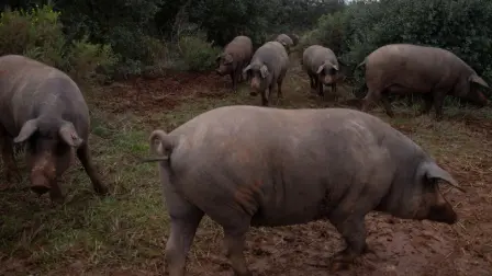 El virus es inofensivo para los humanos, pero enfermedad hemorrágica viral con una tasa de mortalidad cercana al 100% para cerdos y jabalíes. 

Para más información del tema, visita: https://www.eleconomista.com.mx/internacionales/espana-investigara-cinco-laboratorios-posible-fuga-virus-peste-porcina-20251206-789933.html 

¡Síguenos en nuestras redes sociales para mantenerte informado! 

Twitter: https://twitter.com/eleconomista 
Facebook: https://www.facebook.com/ElEconomista.mx 
Instagram: https://www.instagram.com/eleconomistamx 
LinkedIn: https://www.linkedin.com/company/el-economista/ 

#ElEconomista #PestePorcina #Cataluña