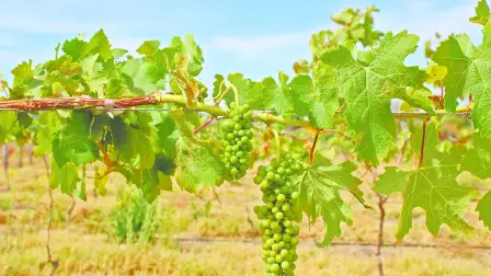 Meseta del Cielo impulsa vino de altura, empleo local y enoturismo responsable en Jala, Nayarit.