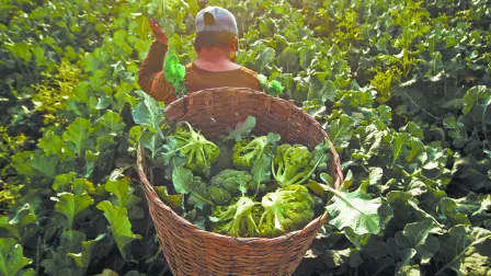 Descripción automática