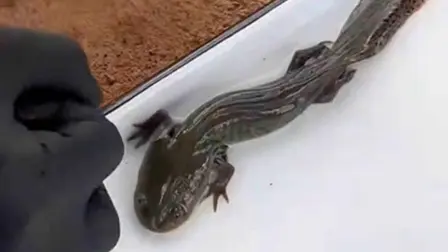 Ajolote del Altiplano, espécimen en peligro de extinción.