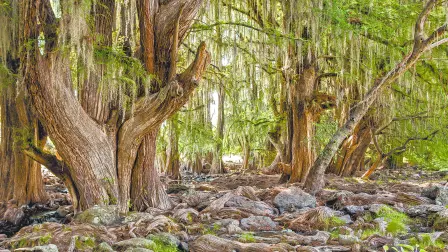 Descripción automática