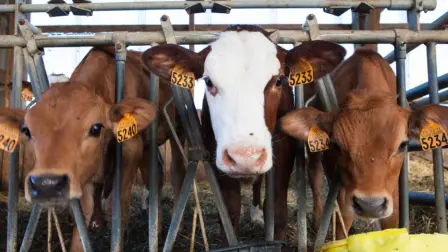 La Secretaría de Agricultura y Desarrollo Rural detalló que una nueva ‌planta de producción de moscas estériles -que ⁠ayudan a erradicar la plaga.