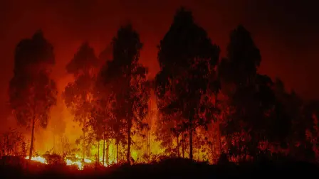 Las autoridades chilenas detuvieron el miércoles a una persona acusada de iniciar un siniestro en la misma zona donde bomberos combaten gigantescos incendios forestales que se han cobrado la vida de 20 personas.

¡Síguenos en nuestras redes sociales para mantenerte informado!

Twitter: https://twitter.com/eleconomista 
Facebook: https://www.facebook.com/ElEconomista.mx
Instagram: https://www.instagram.com/eleconomistamx
LinkedIn: https://www.linkedin.com/company/el-economista/

#ElEconomista #Chile #Incendio