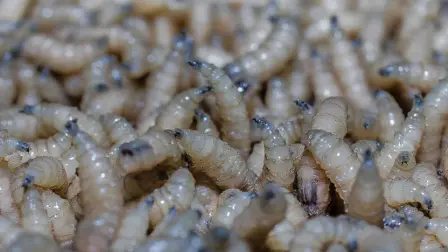 Los casos más recientes se presentaron en Pihuamo, ecalitlán, Cuautitlán de García Barragán, Santa María del Oro y Encarnación de Díaz.

Para más información del tema, visita: https://www.eleconomista.com.mx/estados/jalisco-reporta-seis-casos-activos-gusano-barrenador-ganado-20260225-801656.html

¡Síguenos en nuestras redes sociales para mantenerte informado!

Twitter: https://twitter.com/eleconomista 
Facebook: https://www.facebook.com/ElEconomista.mx
Instagram: https://www.instagram.com/eleconomistamx
LinkedIn: https://www.linkedin.com/company/el-economista/

#ElEconomista #GusanoBarrenador