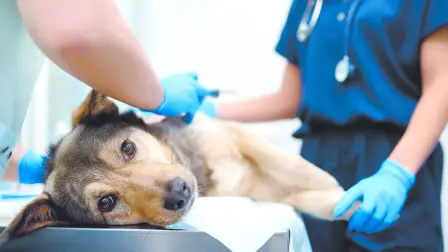 El chocolate negro es aproximadamente 10 veces más tóxico que el chocolate con leche