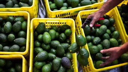 La presidenta Claudia Sheinbaum destacó que hay preocupaciones sobre la producción mexicana de aguacate y frutos rojos por la deforestación y el cumplimiento del T-MEC.

Para más información del tema, visita: https://www.eleconomista.com.mx/empresas/hay-preocupaciones-sobre-aguacate-frutos-rojos-deforestacion-cumplimiento-t-mec-sheinbaum-20260312-803939.html

Twitter: https://twitter.com/eleconomista 
Sitio web: https://www.eleconomista.com.mx/ 
Facebook: https://www.facebook.com/ElEconomista.mx 
Instagram: https://www.instagram.com/eleconomistamx