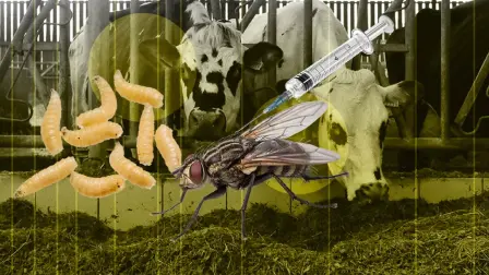 Este plan busca enfrentar al gusano barrenador, cuya reaparición causó implicaciones económicas y diplomáticas importantes.

Para más información del tema, visita: https://www.eleconomista.com.mx/empresas/moscas-esteriles-gusano-barrenador-estrategia-mexico-usara-proteger-ganado-20260314-804245.html

¡Síguenos en nuestras redes sociales para mantenerte informado!

Twitter: https://twitter.com/eleconomista 
Facebook: https://www.facebook.com/ElEconomista.mx
Instagram: https://www.instagram.com/eleconomistamx
LinkedIn: https://www.linkedin.com/company/el-economista/

#ElEconomista #GusanoBarrenador