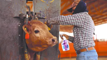Los contagios detectados se localizan principalmente en municipios de la zona serrana. Foto: Reuters