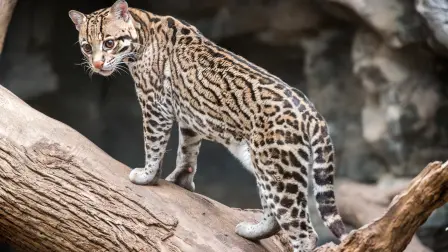 El proyecto favor de la conservación del Ocelote.