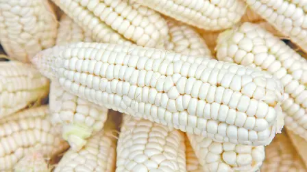 Texto alternativo automático