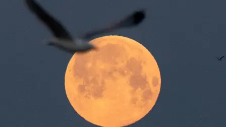 A seagull flies as the full Moon of April, called the Super Pink Moon, sets on April 27, 2021 in Lorient, western France. (Photo by LOIC VENANCE / AFP)