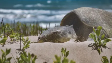 Foto: Gobierno de Tamaulipas