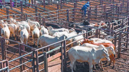 Texto alternativo automático