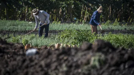 A farmer works at a suburban agriculture farm in Cerro Municipality in Havana, on May 9, 2017. (Photo by ADALBERTO ROQUE / AFP)