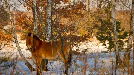 Caballo de Przewalski en la Zona de Exclusión de Chernóbil (Ucrania), enero de 2017. Denis Vishnevskiy (Chornobyl Radiation and Ecological Biosphere Reserve).