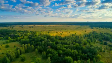 Bosque en la Zona de Exclusión de Chernóbil (Ucrania), julio de 2019. Denis Vishnevskiy (Chornobyl Radiation and Ecological Biosphere Reserve).