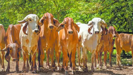 Texto alternativo automático