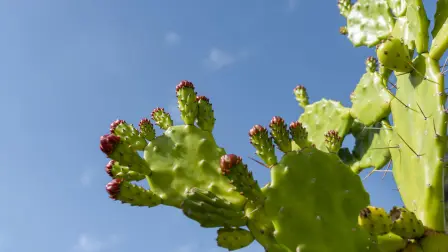 Xoconostle y nopal